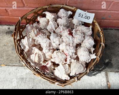 Ein Korb mit Muscheln zum Verkauf auf der St. Simons Island, Georgia, USA, ein luxuriöses Reiseziel für langsame Reisen im Süden der USA. Stockfoto