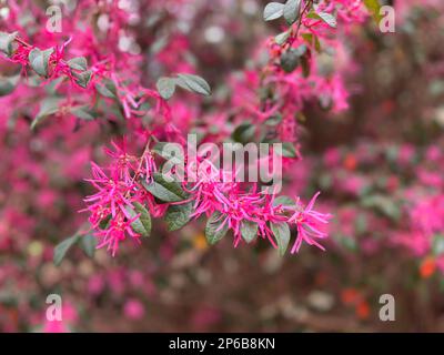 Die magentarosa Blüten des Strauchs Loropetalum chinense oder die chinesische Randblume sind eine farbenfrohe Ergänzung eines südlichen Gartens. Stockfoto