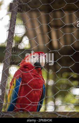 Captive Scarlet Macaw (Ara macao) Teil eines Zuchtprogramms in Guacamayas, Chiapas State, Mexiko Stockfoto