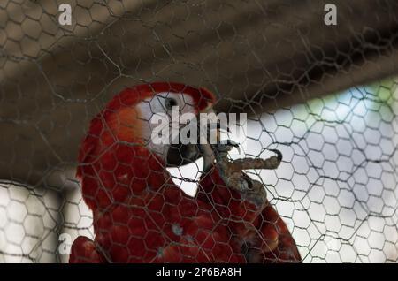 Captive Scarlet Macaw (Ara macao) Teil eines Zuchtprogramms in Guacamayas, Chiapas State, Mexiko Stockfoto