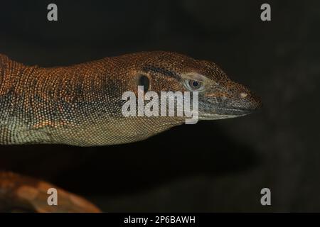 Detaillierte Nahaufnahme des Kopfes einer vom Aussterben bedrohten großen australischen Merten-Wasserechse, Varanus mertensi Stockfoto