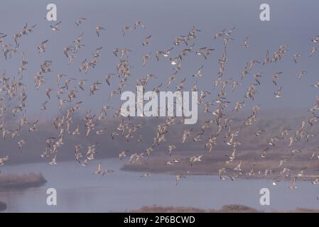 Gemischte Winterherde aus hauptsächlich Dunlin und Red Knot an der Küste von Essex Stockfoto