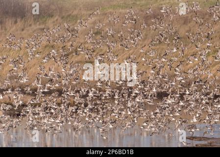 Gemischte Winterherde aus hauptsächlich Dunlin und Red Knot an der Küste von Essex Stockfoto