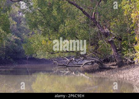 Ein Kanal in Sundarbans. Sundarbans ist der größte natürliche Mangrovenwald der Welt. Stockfoto