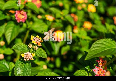 Kolibri-Falken-Motte schwebt über Blumen. Macroglossum stellatarum. Stockfoto
