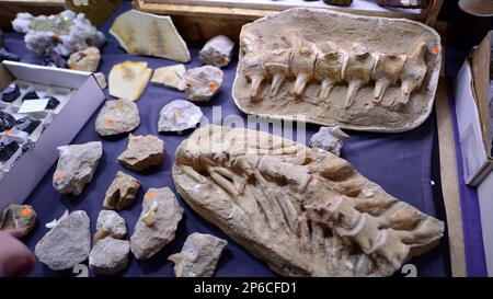 Warschau, Polen. 5. März 2023 Warschauer Mineralausstellung 2023. Farbige Steine unterschiedlicher Größe liegen auf einem Regal. Ausstellung von Halbedelsteinen. Stockfoto