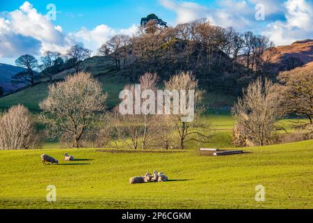 Ackerland im Thirlmere Valley, Lake District, Cumbria Stockfoto