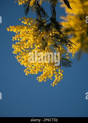Schöne, leuchtend gelbe, haarige Mimosablüten aus der Nahaufnahme. Blühender Mimosabaum bei Frühlingswellen auf Wind. Sonniger Frühlingstag. Akacia dealbata. Flauschig f Stockfoto