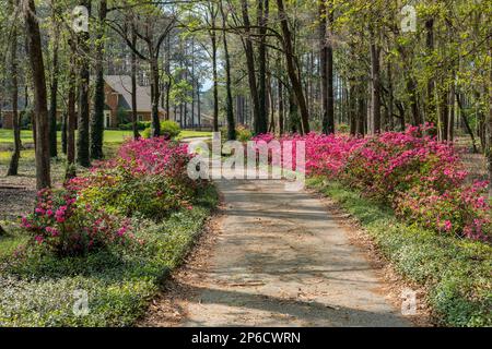 Rosafarbene Azaleen in Blüte oder Blüte säumen die gewundene Einfahrt zu einem Landgut im ländlichen Alabama, USA. Stockfoto