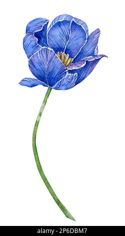 Aquarellblau Tulpe handgezeichnet Blumenmotiv. Konstruktionselemente. Stockfoto