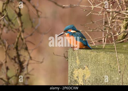 Männlicher Gemeiner Kingfisher, der im Winter am Rand einer Brückenmauer über einem Fluss steht. Hertfordshire, England, Großbritannien. Stockfoto
