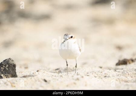 Nahaufnahme von Kentish Plover an den Stränden von Fuerteventura Stockfoto