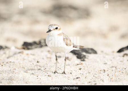 Nahaufnahme von Kentish Plover an den Stränden von Fuerteventura Stockfoto