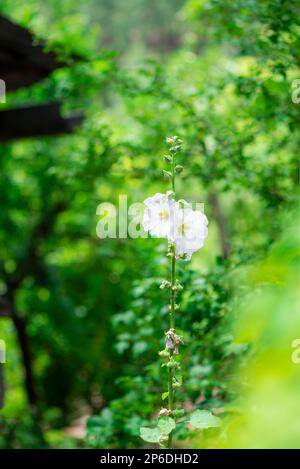 Weiße papaver-Somniferum-Pflanze in einem Garten, Nahaufnahme, Außenfotografie Stockfoto