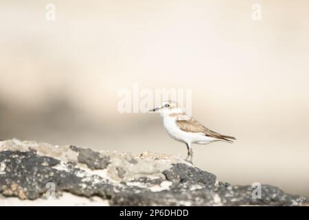 Nahaufnahme von Kentish Plover an den Stränden von Fuerteventura Stockfoto