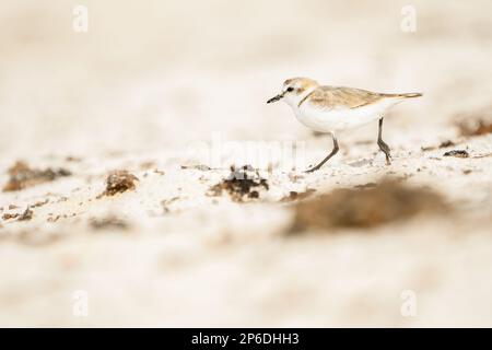 Nahaufnahme von Kentish Plover an den Stränden von Fuerteventura Stockfoto