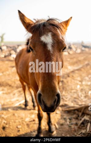 Nahaufnahme der Vorderseite eines braunen Pferdes am Morgen. Selektiver Fokus verwendet. Stockfoto