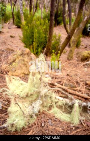 Neu, digitales Zeitalter, leye-catching, herausragend, hohe Auflösung, Nahaufnahme eines kleinen Lochs von spanischem Moos, Tillandsia usneoides, Aguamansa, Teneriffa Stockfoto