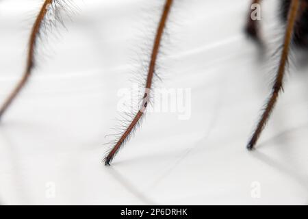 Makrofoto einer Eratigena atrica, auch bekannt als Riesenhausspinne Stockfoto