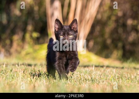 Eine schwarze Hauskatze läuft über einen üppig grünen Rasen, deren Vorderbeine sich vor ihr erstrecken, während sie sich in Richtung Kamera bewegt Stockfoto