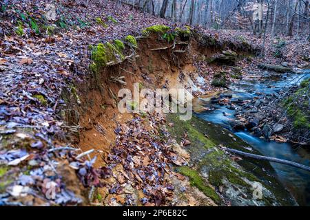 Ein Dampf schlängelt sich durch einen üppigen Wald mit hellen, über den Boden verstreuten Blättern Stockfoto