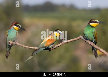 Paradiesische farbene Vögel sitzen drei zusammen auf einem Ast Stockfoto