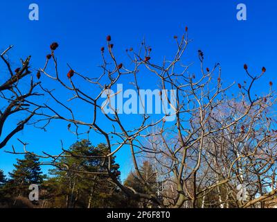 Im Frühling im Stadtpark ein Sumachirsch gehornt. Große Krone von Rhus typhina L mit den leuchtend roten Früchten des letzten Jahres. Stockfoto