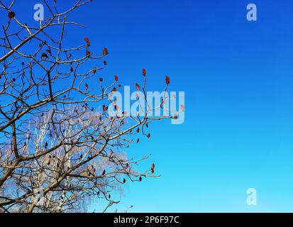 Im Frühling im Stadtpark ein Sumachirsch gehornt. Große Krone von Rhus typhina L mit den leuchtend roten Früchten des letzten Jahres. Stockfoto