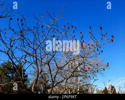 Im Frühling im Stadtpark ein Sumachirsch gehornt. Große Krone von Rhus typhina L mit den leuchtend roten Früchten des letzten Jahres. Stockfoto