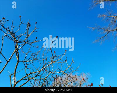 Im Frühling im Stadtpark ein Sumachirsch gehornt. Große Krone von Rhus typhina L mit den leuchtend roten Früchten des letzten Jahres. Stockfoto