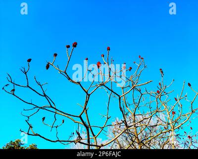 Im Frühling im Stadtpark ein Sumachirsch gehornt. Große Krone von Rhus typhina L mit den leuchtend roten Früchten des letzten Jahres. Stockfoto