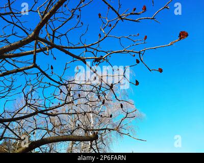 Im Frühling im Stadtpark ein Sumachirsch gehornt. Große Krone von Rhus typhina L mit den leuchtend roten Früchten des letzten Jahres. Stockfoto