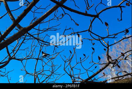 Im Frühling im Stadtpark ein Sumachirsch gehornt. Große Krone von Rhus typhina L mit den leuchtend roten Früchten des letzten Jahres. Stockfoto