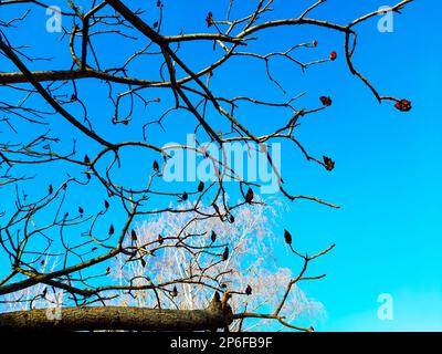 Im Frühling im Stadtpark ein Sumachirsch gehornt. Große Krone von Rhus typhina L mit den leuchtend roten Früchten des letzten Jahres. Stockfoto