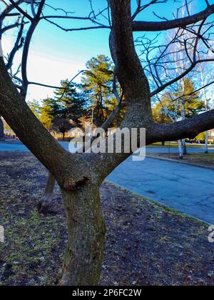 Im Frühling im Stadtpark ein Sumachirsch gehornt. Große Krone von Rhus typhina L mit den leuchtend roten Früchten des letzten Jahres. Stockfoto