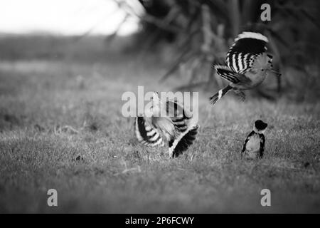 Säugetiere und Vögel Italiens leben in Freiheit Stockfoto