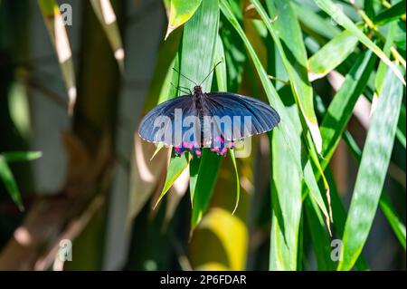 Ein rosa-gepunkteter Cattleheart (Parides photinus)-Schmetterling auf leuchtend grünem Laub Stockfoto