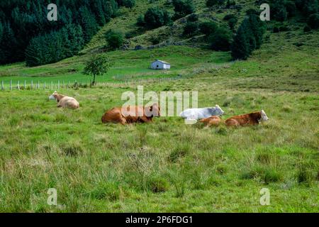 Eine Gruppe von Kühen entspannt sich auf einer lebendigen Wiese, während ein malerisches Bauernhaus unter hohen Bäumen im Hintergrund unter klarem Himmel liegt. Stockfoto