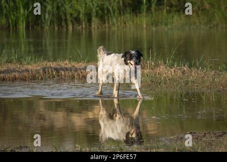 Schöne Hunde Stockfoto