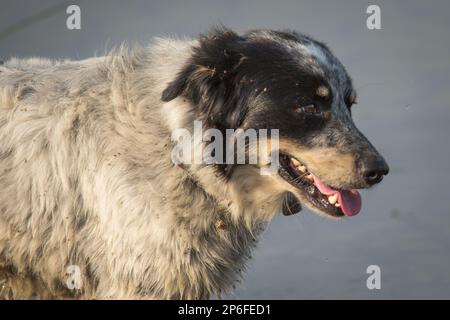 Schöne Hunde Stockfoto