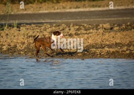 Schöne Hunde Stockfoto