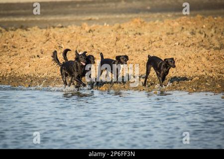 Schöne Hunde Stockfoto