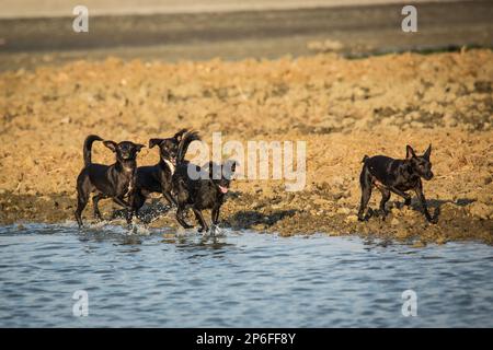 Schöne Hunde Stockfoto