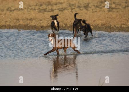 Schöne Hunde Stockfoto