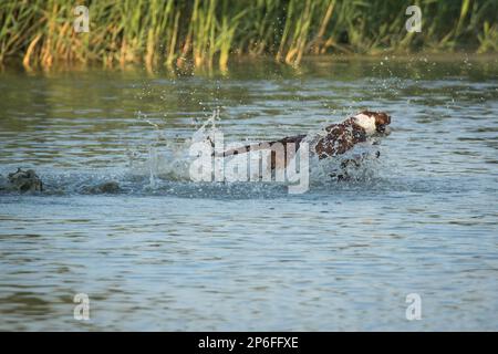 Schöne Hunde Stockfoto