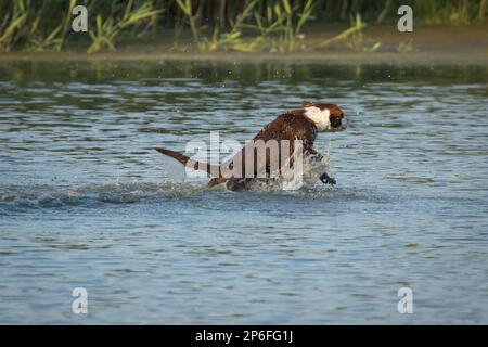 Schöne Hunde Stockfoto