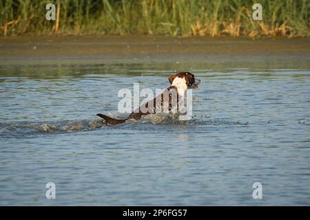 Schöne Hunde Stockfoto
