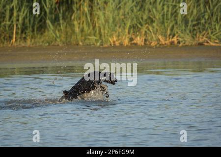 Schöne Hunde Stockfoto