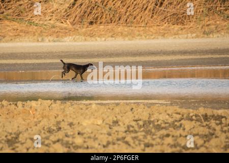 Schöne Hunde Stockfoto