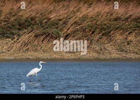 Säugetiere und Vögel Italiens leben in Freiheit Stockfoto